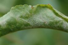 Image related to Powdery Mildew Diseases