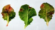 Image related to Primrose (Primula spp.)-Bacterial Leaf Spot