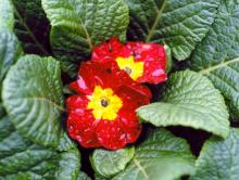 Image related to Primrose (Primula spp.)-Botrytis Blight