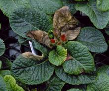 Image related to Primrose (Primula spp.)-Botrytis Blight