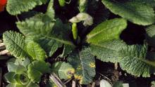 Image related to Primrose (Primula spp.)-Leaf Spot