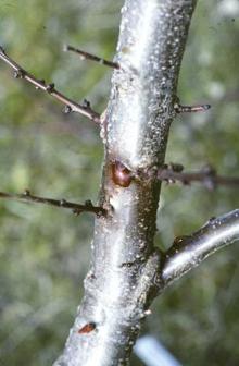 Image related to Prune and Plum (Prunus spp.)-Bacterial Canker