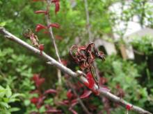 Image related to Prune and Plum (Prunus spp.)-Brown Rot