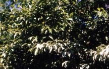 Image related to Prune and Plum (Prunus spp.)-Silver Leaf