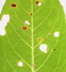 Image related to Prunus laurocerasus-Leaf Spots and Shothole