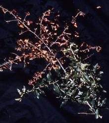 Image related to Pyracantha (Firethorn)-Fire Blight