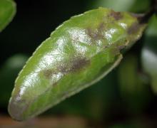 Image related to Pyracantha (Firethorn)-Scab