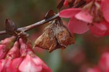 Image related to Quince-Brown Rot Blossom Blight