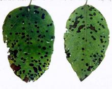 Image related to Quince-Leaf Spot