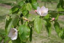 Image related to Quince-Leaf Spot