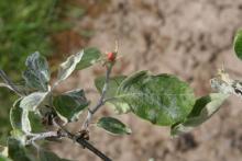 Image related to Quince-Leaf Spot