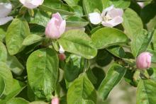 Image related to Quince-Rust