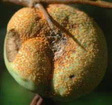 Image related to Quince-Rust