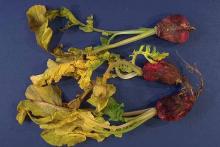 Image related to Radish (Raphanus sativus)-Black Root