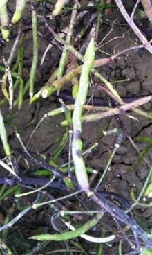 Pod from a radish seed plant showing the dark lesions characteristic of black spot. Photo by Cynthia M. Ocamb, 2011.