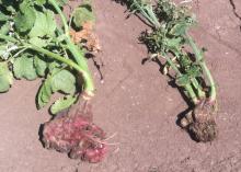 A couple of red radish plants showing clubbing on the main root due to clubroot. Photo by Cynthia M. Ocamb, 2012.