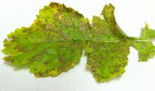 Image related to Radish (Raphanus sativus)-Downy Mildew