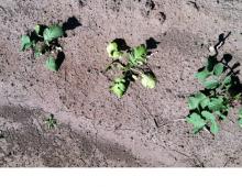 A young radish plant showing foliar discoloration (yellowing of the leaves) and wilting due to a wilt disease. Photo by Cynthia M. Ocamb, 2012.