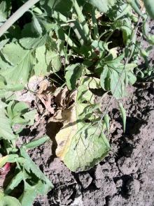 Leaves of a radish plant with a wilt disease showing yellowing on one half of a leaf. Photo by Cynthia M. Ocamb, 2011.