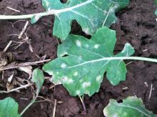 Image related to Rapeseed = Canola (Brassica napus and B. rapa = B. campestris)-Black Leg (Phoma Stem Canker)