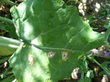 Image related to Rapeseed = Canola (Brassica napus and B. rapa = B. campestris)-Black Leg (Phoma Stem Canker)