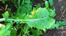 Image related to Rapeseed = Canola (Brassica napus and B. rapa = B. campestris)-Light Leaf Spot