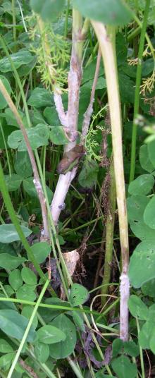 Image related to Rapeseed = Canola (Brassica napus and B. rapa = B. campestris)-Sclerotinia Stem Rot