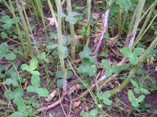 Image related to Rapeseed = Canola (Brassica napus and B. rapa = B. campestris)-Sclerotinia Stem Rot