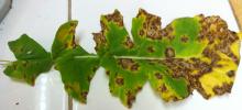 Image related to Rapeseed = Canola (Brassica napus and B. rapa = B. campestris)-White Leaf Spot and Gray Stem