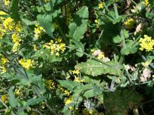 Image related to Rapeseed = Canola (Brassica napus and B. rapa = B. campestris)-White Leaf Spot and Gray Stem