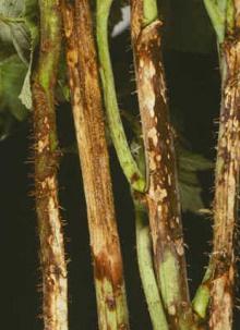 Image related to Raspberry (Rubus spp.)-Anthracnose