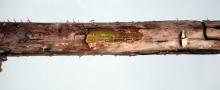 Image related to Raspberry (Rubus spp.)-Cane Blight