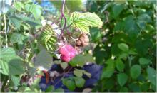 Image related to Raspberry (Rubus spp.)-Crumbly Fruit