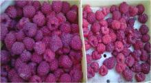 Image related to Raspberry (Rubus spp.)-Crumbly Fruit