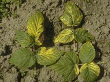 Image related to Raspberry (Rubus spp.)-Crumbly Fruit