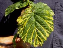 Image related to Raspberry (Rubus spp.)-Crumbly Fruit