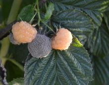 Image related to Raspberry (Rubus spp.)-Fruit Rot and Cane Botrytis