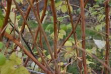 Image related to Raspberry (Rubus spp.)-Fruit Rot and Cane Botrytis