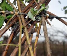 Image related to Raspberry (Rubus spp.)-Fruit Rot and Cane Botrytis