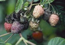 Image related to Raspberry (Rubus spp.)-Fruit Rot and Cane Botrytis