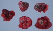 Image related to Raspberry (Rubus spp.)-Fruit Rot and Cane Botrytis