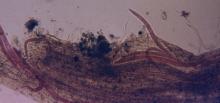 Image related to Raspberry (Rubus spp.)-Nematode, Root-lesion