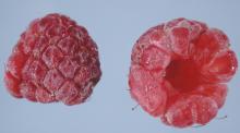 Image related to Raspberry (Rubus spp.)-Powdery Mildew