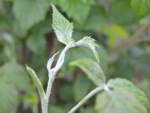 Image related to Raspberry (Rubus spp.)-Powdery Mildew