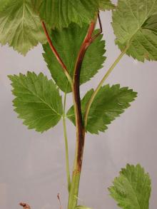 Image related to Raspberry (Rubus spp.)-Pseudomonas Blight