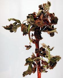 Image related to Raspberry (Rubus spp.)-Pseudomonas Blight