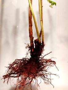 Image related to Raspberry (Rubus spp.)-Root Rot