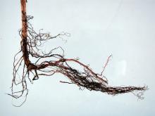 Image related to Raspberry (Rubus spp.)-Root Rot