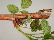 Image related to Raspberry (Rubus spp.)-Spur Blight