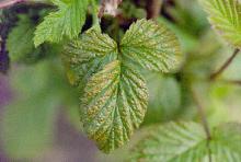 Image related to Raspberry (Rubus spp.)-Yellow Rust